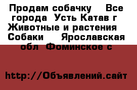 Продам собачку  - Все города, Усть-Катав г. Животные и растения » Собаки   . Ярославская обл.,Фоминское с.